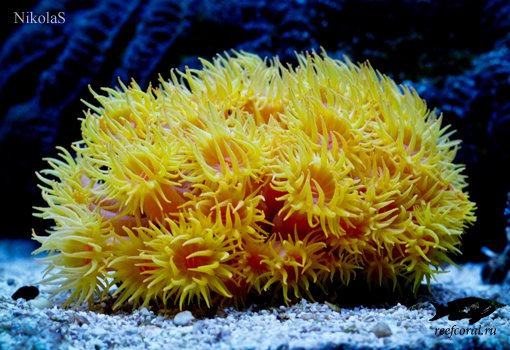 Тубастрея, желтый солнечный коралл - Tubastrea sp.