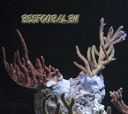 Прикрепление кораллов к субстрату