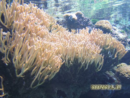 мягкие кораллы фото