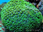 ЛПС кораллы