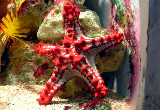 Морская звезда красношипая - Protoreaster linckii