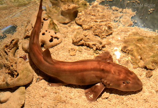 Акула кошачья коричневополосая