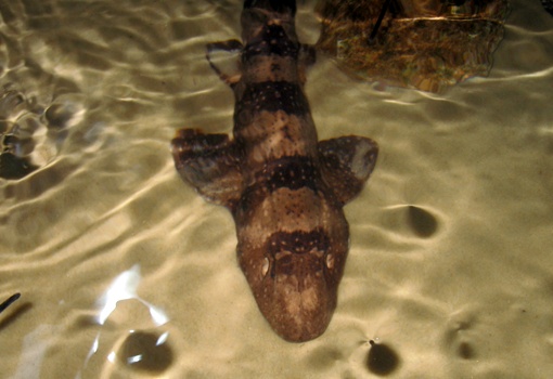 Акула кошачья белопятнистая - Chiloscyllium plagiosum