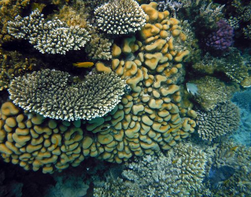 Кораллы Хамата