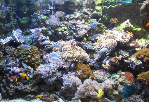 Морской аквариум Гардаленд