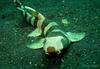 Акула кошачья коричневополосая - Chiloscyllium punctatum