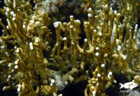 Сетчатый огненный коралл - Millepora dichotoma
