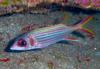 Рыба-белка саммара - Neoniphon sammara