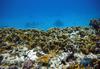 Нетронутый коралловый риф на окраине района Табы