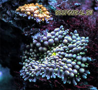 Рикордея флорида - Настоящая жемчужина домашних рифов