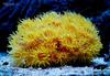 Тубастрея, желтый солнечный коралл - Tubastrea sp.